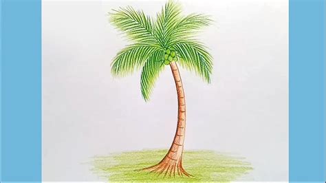 How to draw a Palm or Coconut tree .